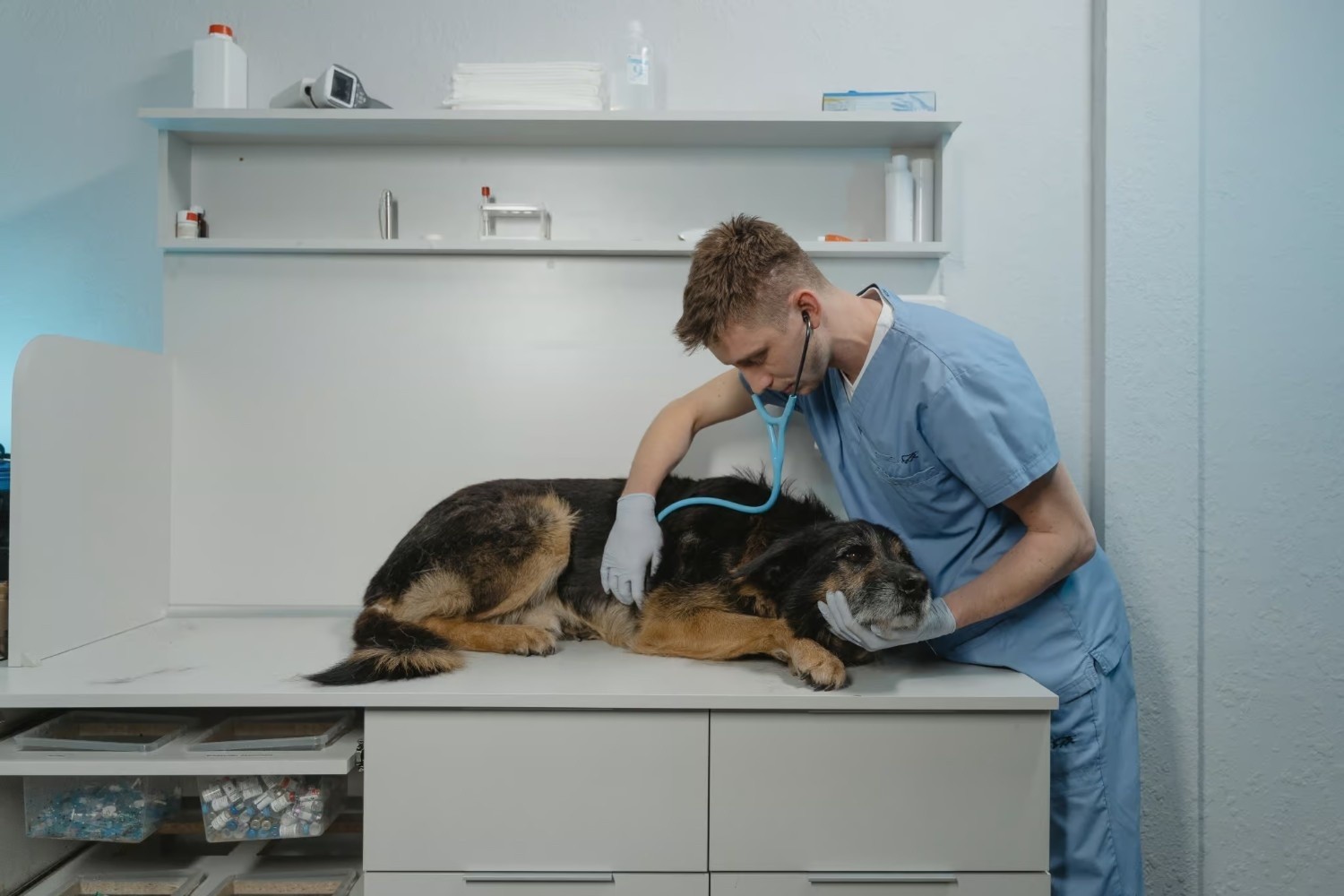 A veterinarian in scrubs examines a large dog lying on an exam table, using a stethoscope in a veterinary clinic.